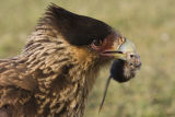 Crested Caracara (juvenile) & Mouse